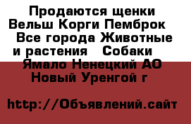 Продаются щенки Вельш Корги Пемброк  - Все города Животные и растения » Собаки   . Ямало-Ненецкий АО,Новый Уренгой г.